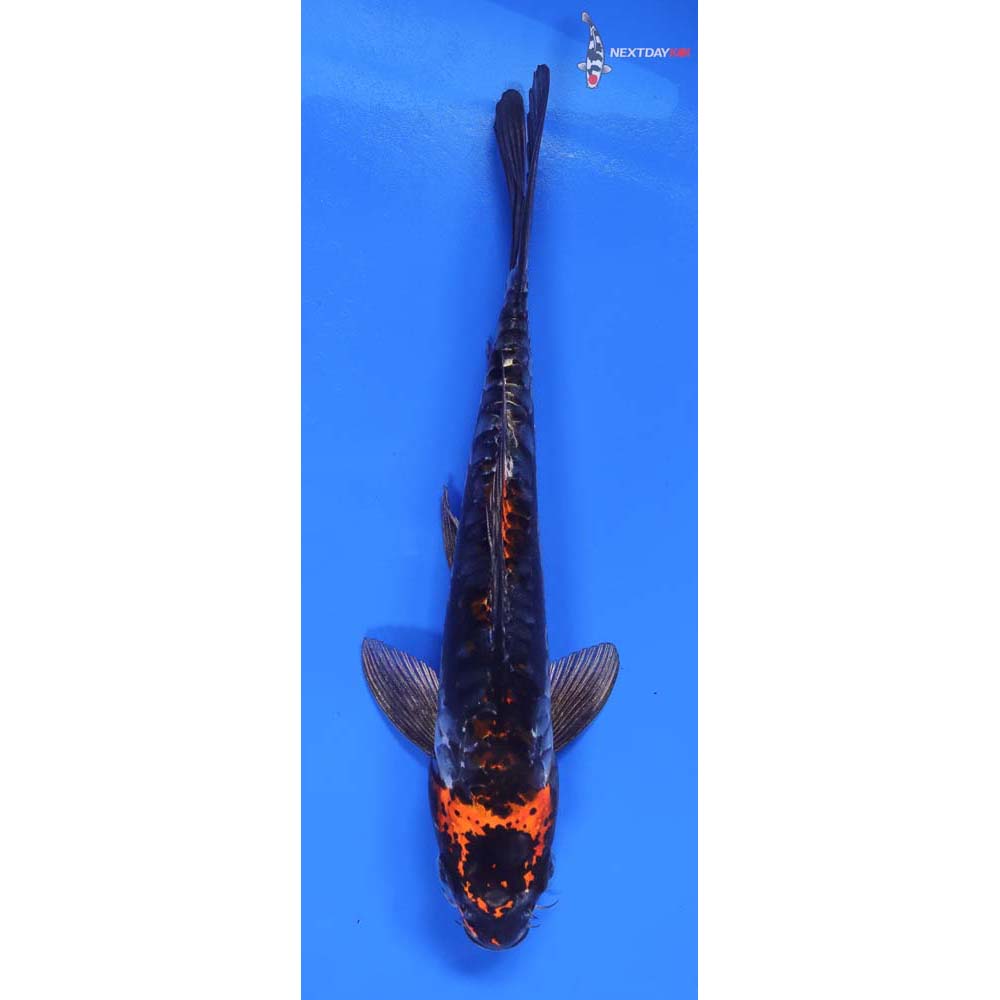 8” Imported Kin Kikokuryu