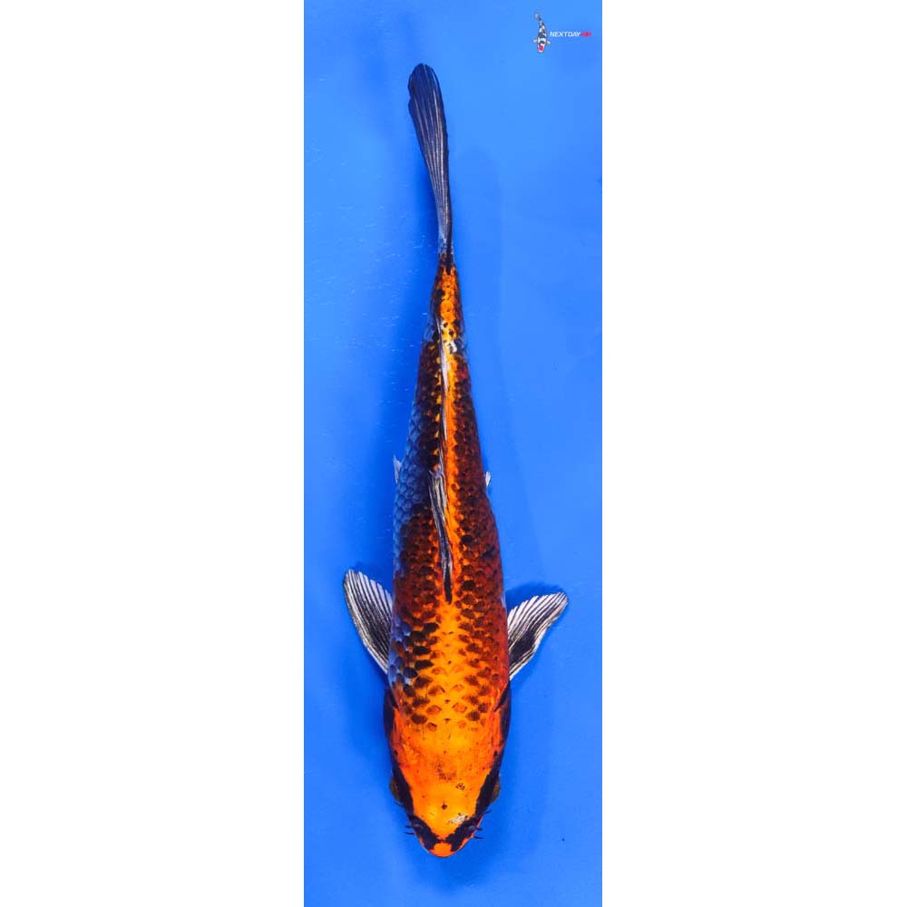 7” Imported Kujaku
