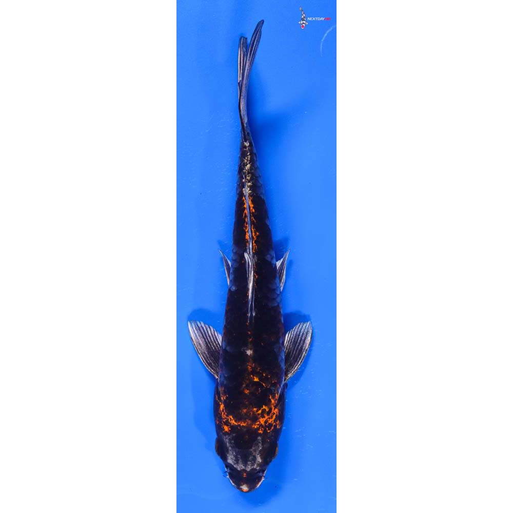 7.5” Imported Kujaku