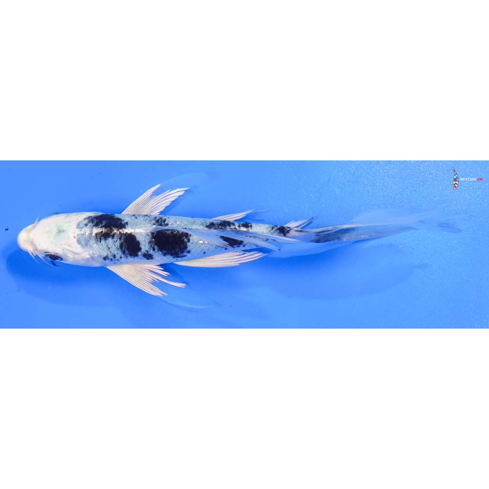 7” Imported Gin Shiro Bekko Butterfly Koi