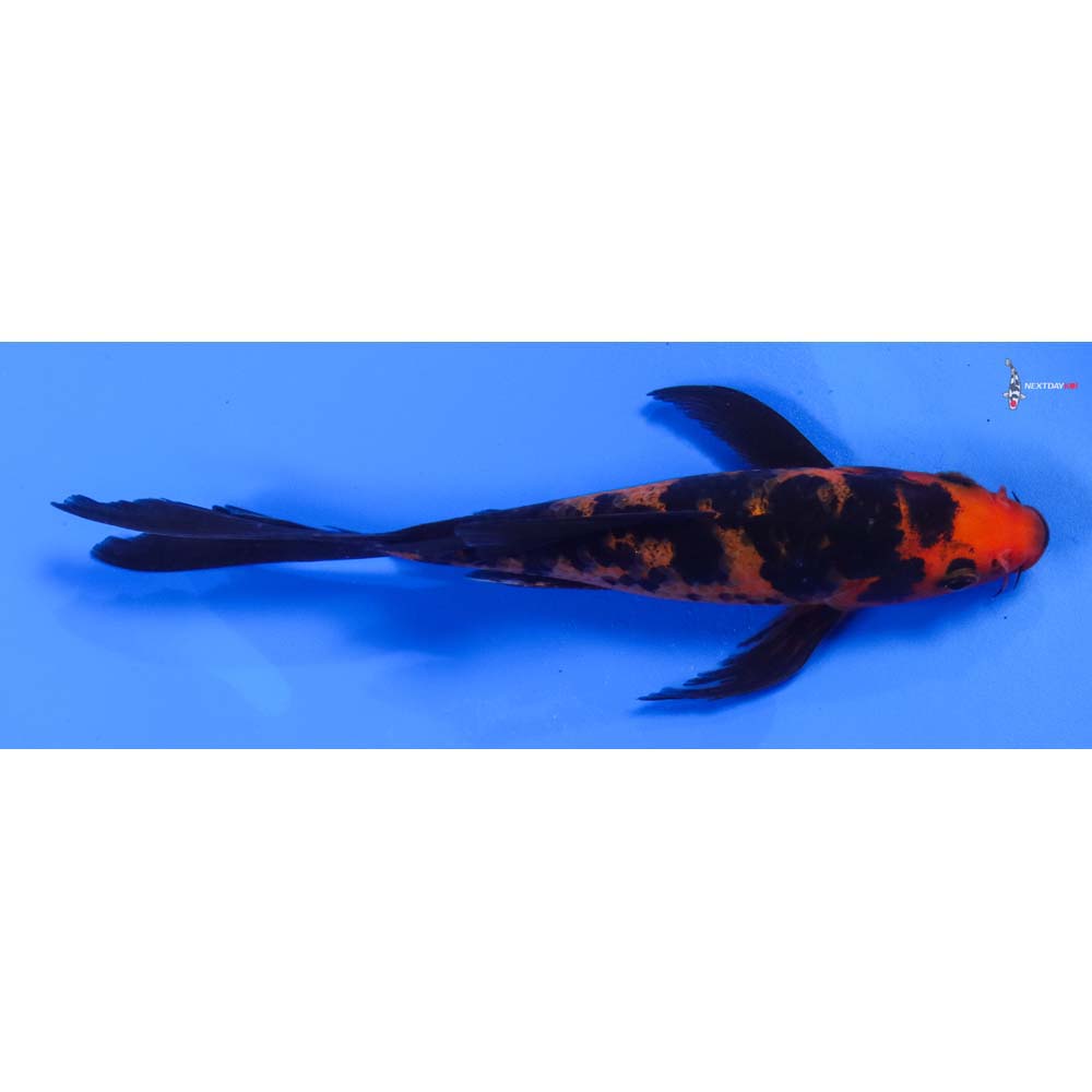 6” Imported Aka Bekko Butterfly Koi