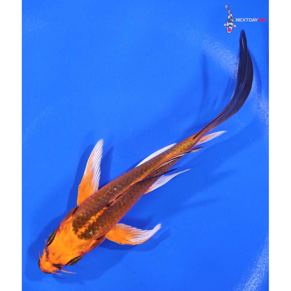 5” Imported Orenji Matsuba Butterfly Koi