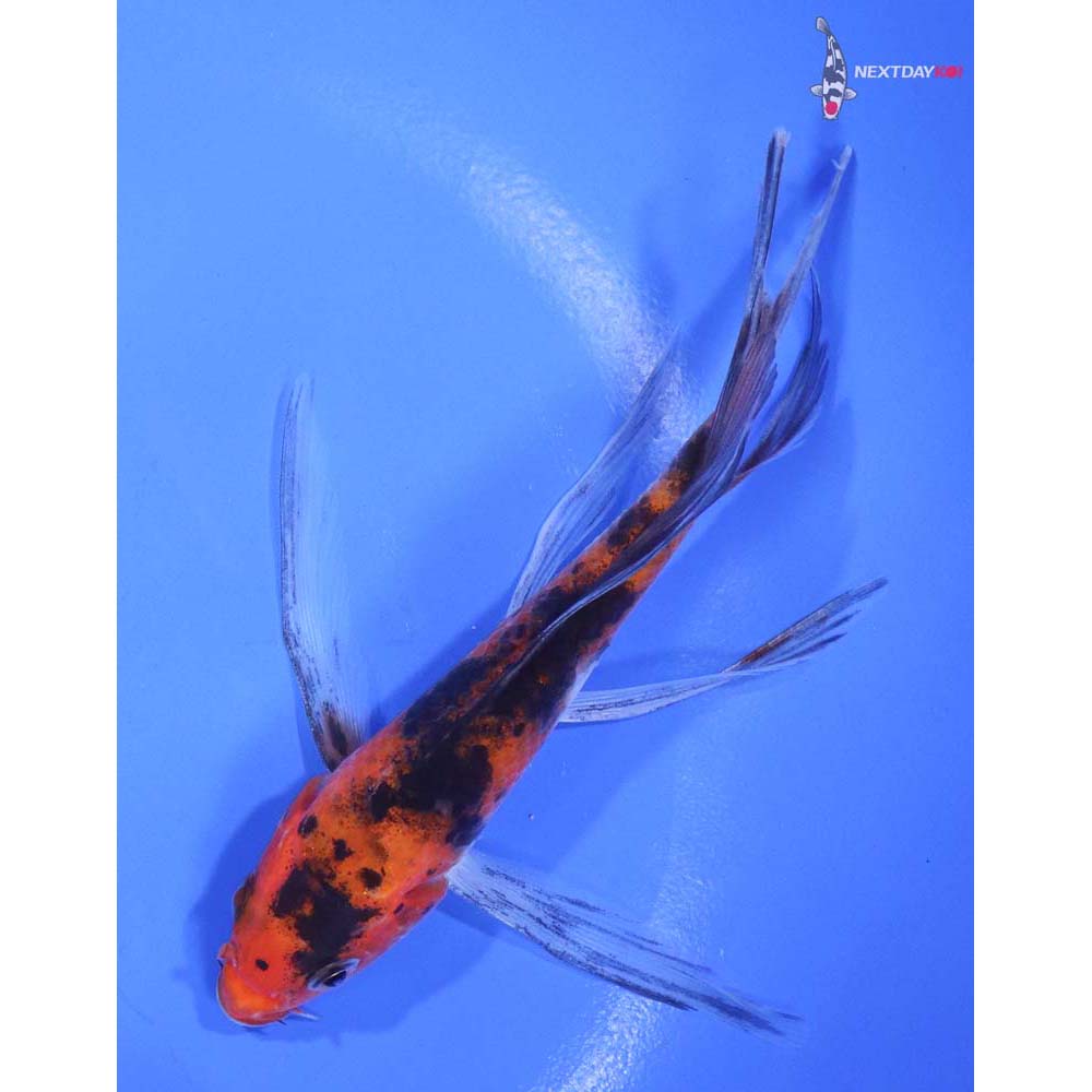 4.5” Imported Sanke Butterfly Koi