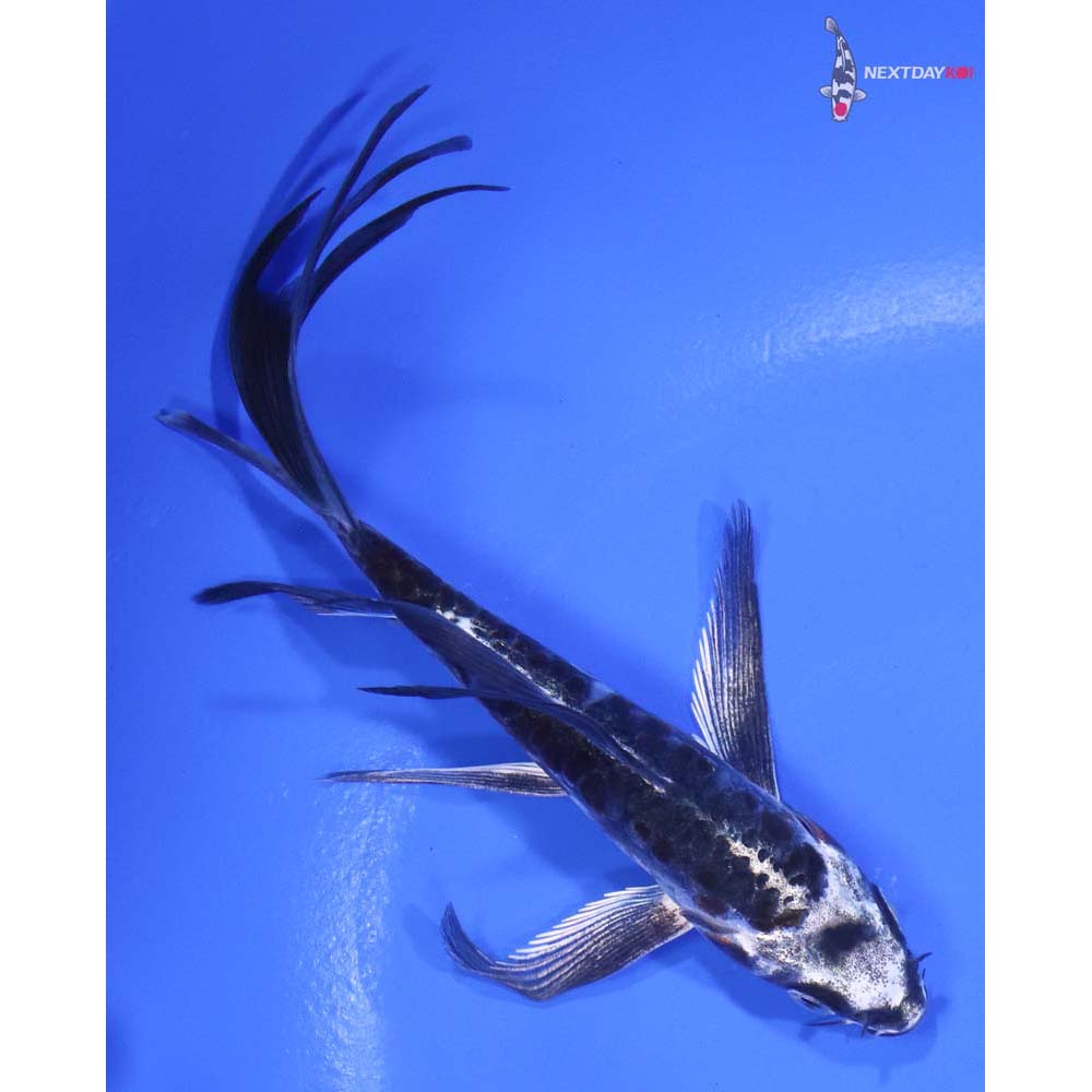 5.5” Imported Kin Kikokuryu Butterfly Koi