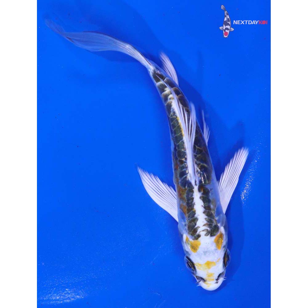 4.5” Imported Doitsu Kujaku Butterfly Koi