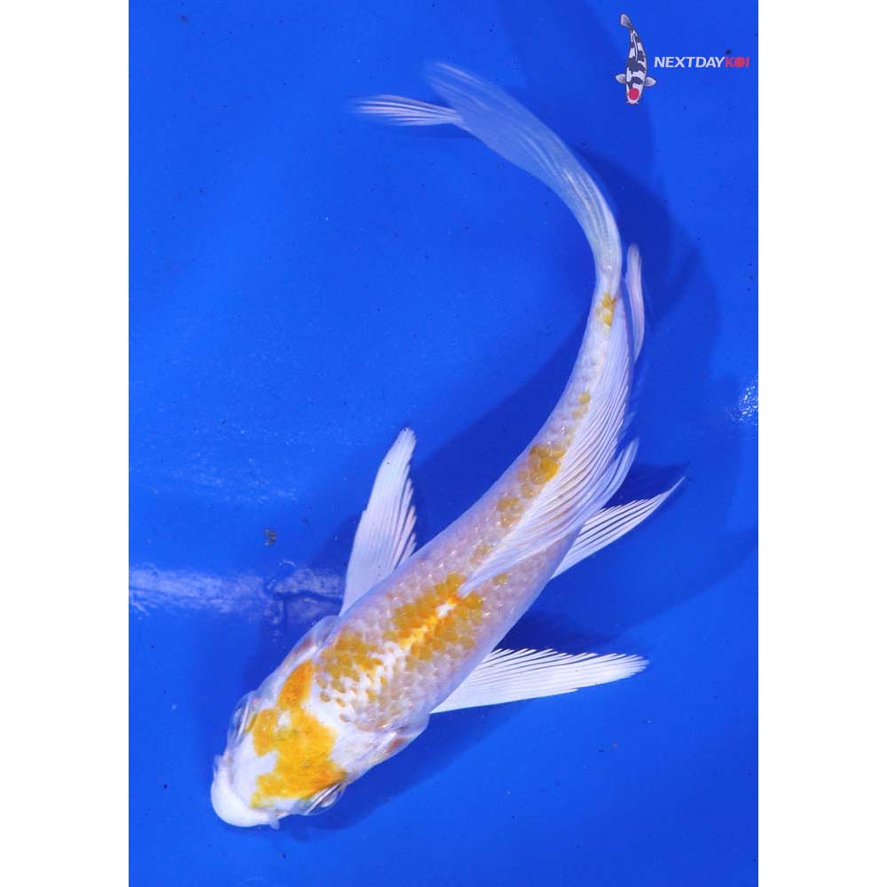 4.5” Imported Lemon Hariwake Butterfly Koi