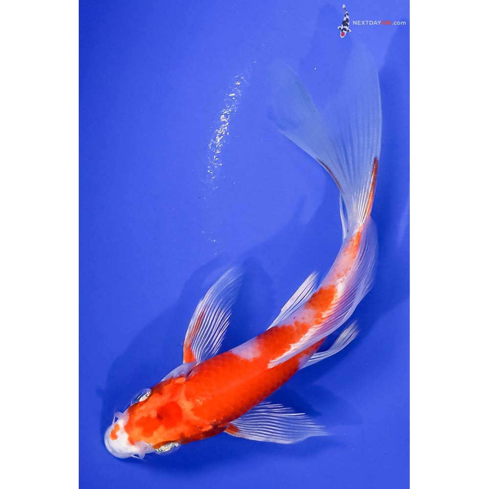 6” Imported Hariwake Butterfly Koi