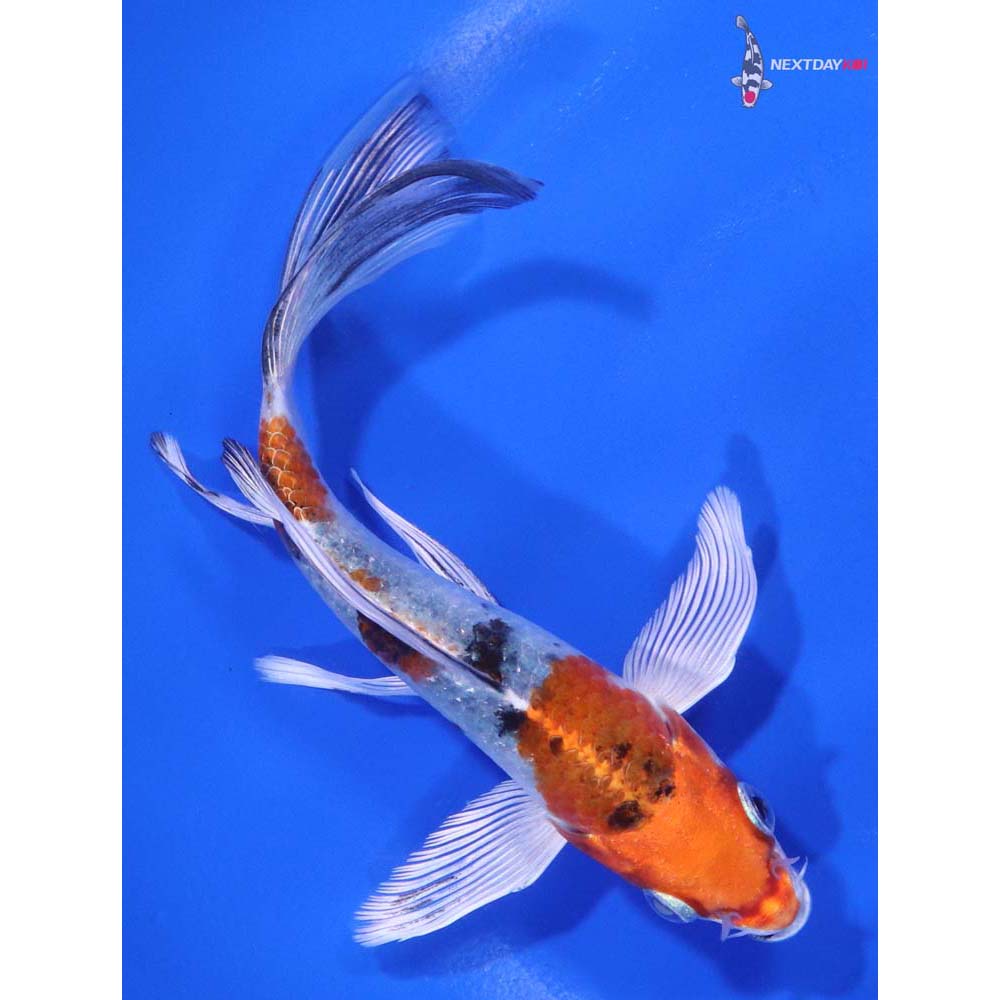 5” Imported Yamato Nishiki Butterfly Koi