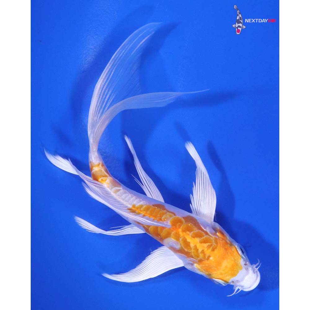 5.5” Imported Kikusui Butterfly Koi