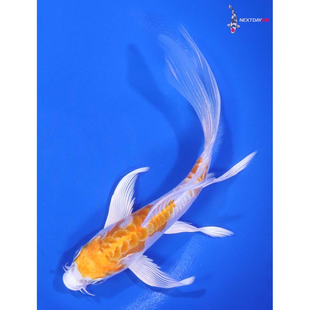 5.5” Imported Kikusui Butterfly Koi