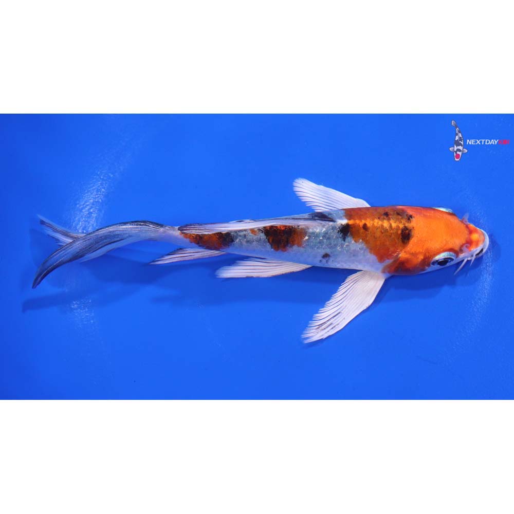 5” Imported Yamato Nishiki Butterfly Koi