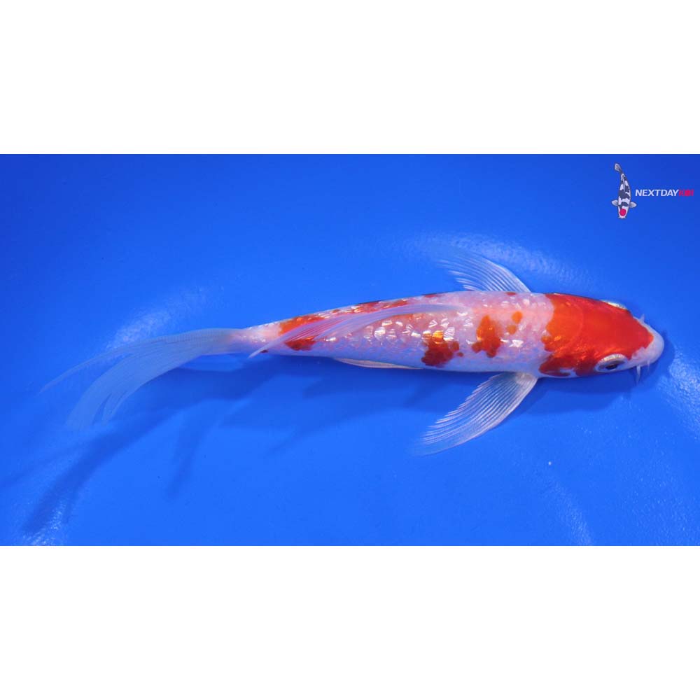5.5” Imported Gin Rin Hariwake Butterfly Koi