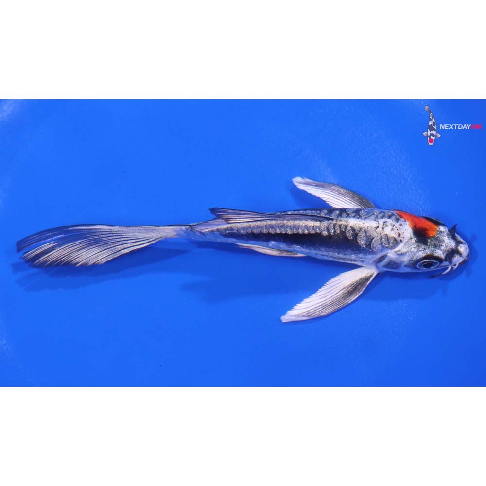 5.5” Imported Kin Kikokuryu Butterfly Koi