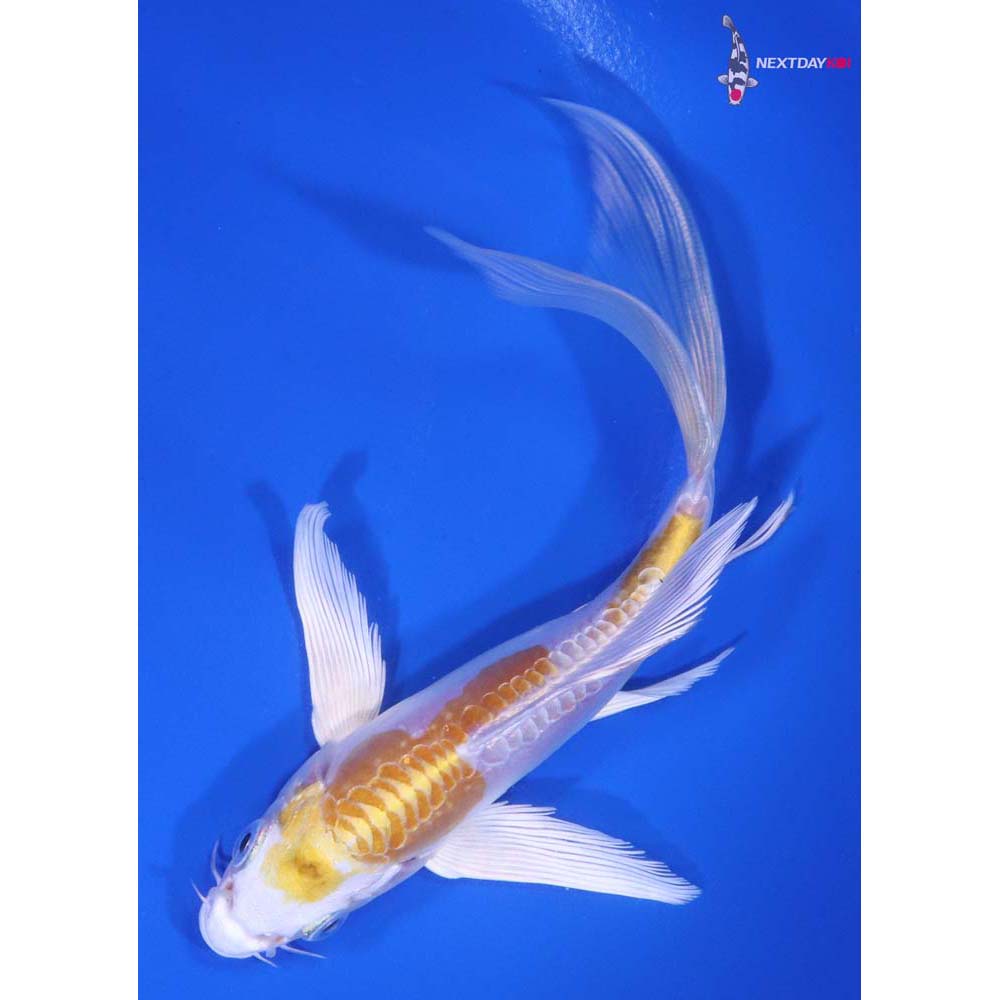 6” Imported Doitsu Lemon Hariwake Butterfly Koi