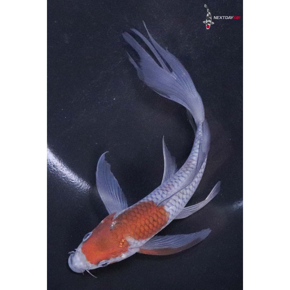 koiページ 6” Imported Ochiba Shigure Butterfly Koi | Next Day Koi