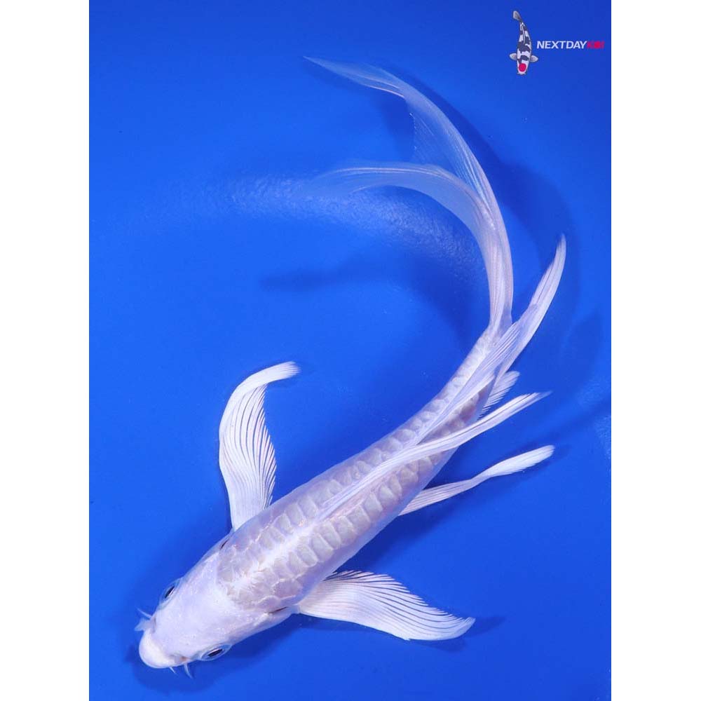 6.5” Imported Doitsu Platinum Ogon Butterfly Koi