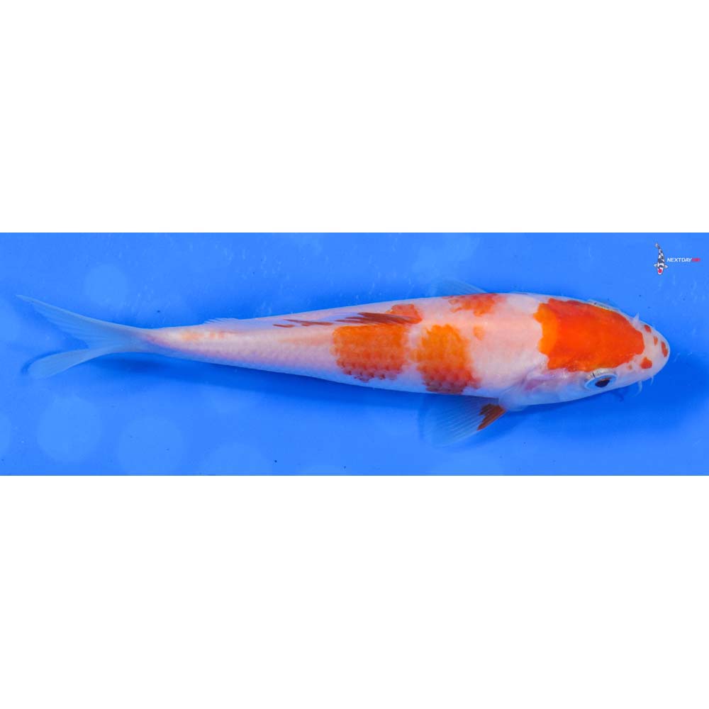 5” Imported Kohaku