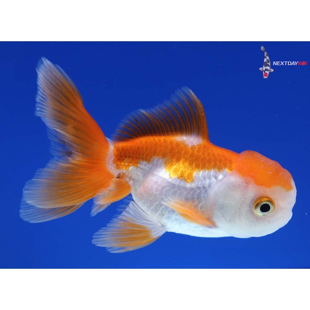 3.5” Imported Red and White Oranda