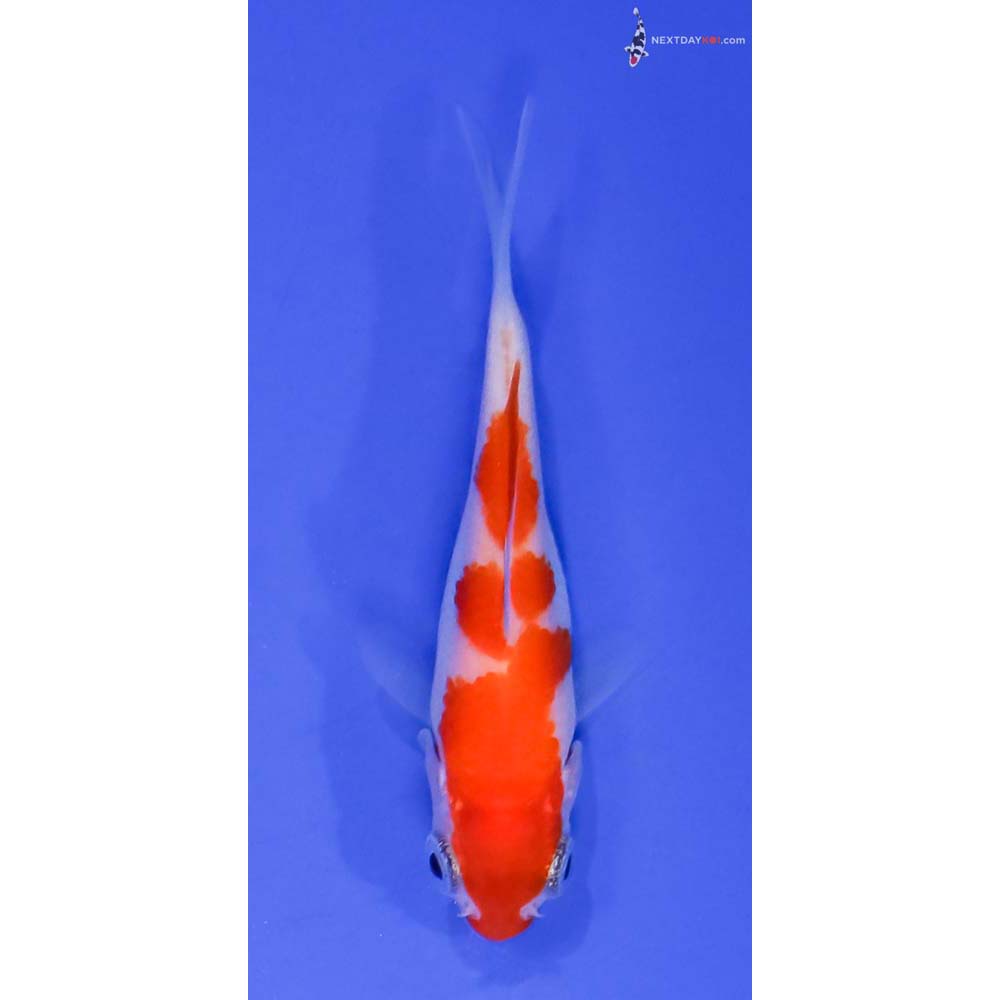 3” Imported Kohaku