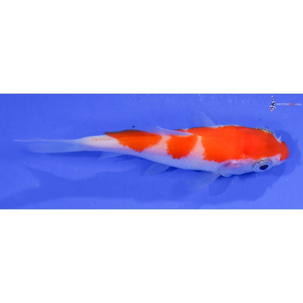 3” Imported Kohaku