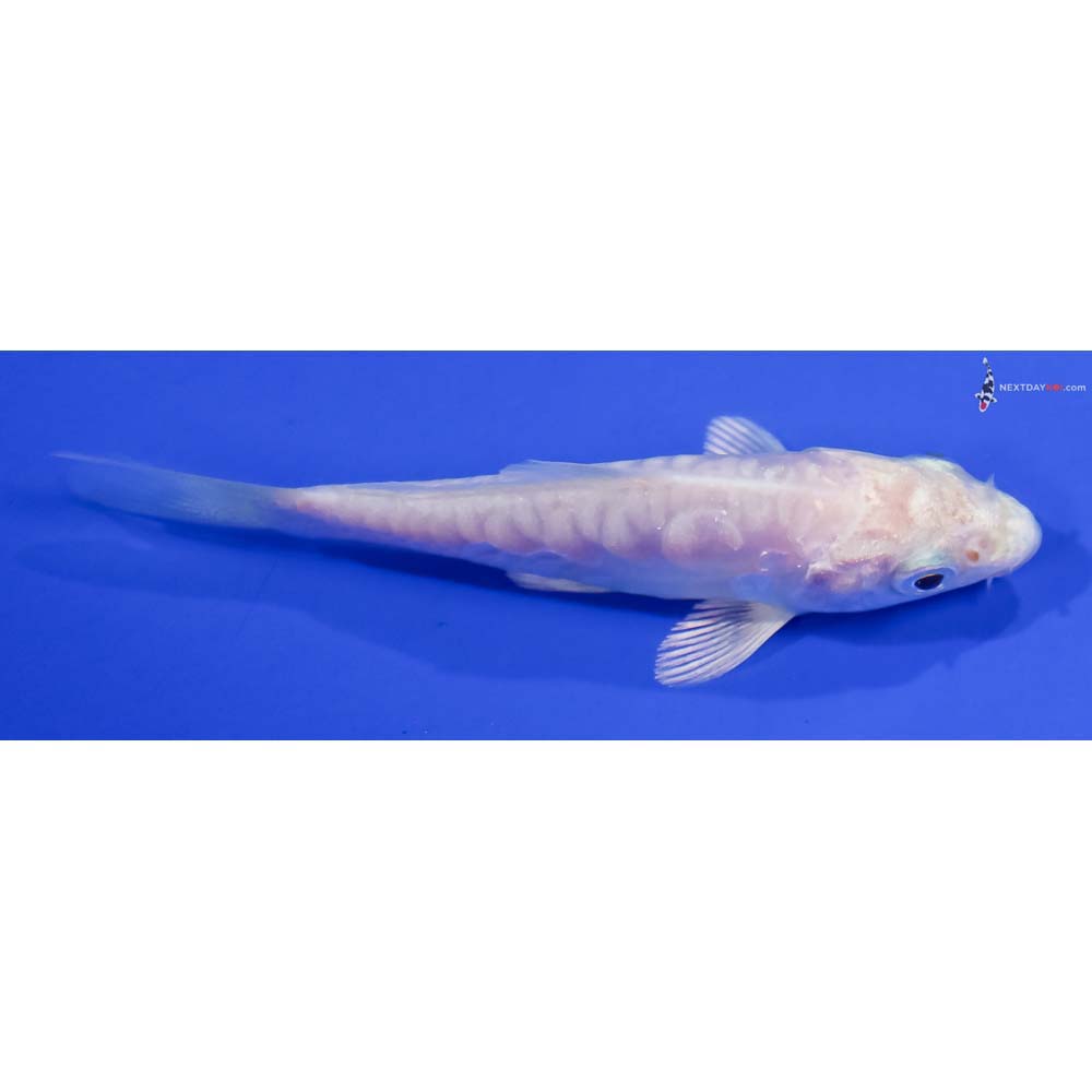 3” Imported Doitsu Platinum Ogon