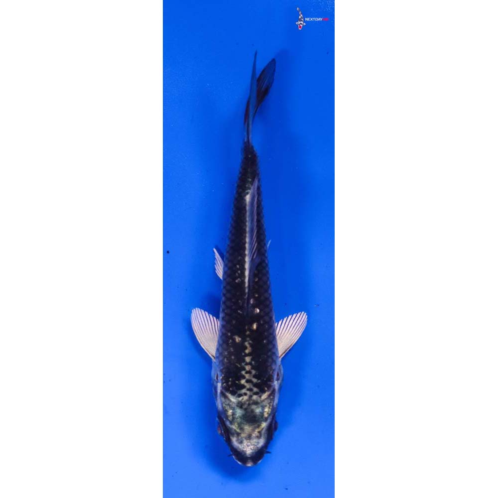 3.5” Imported Gin Matsuba