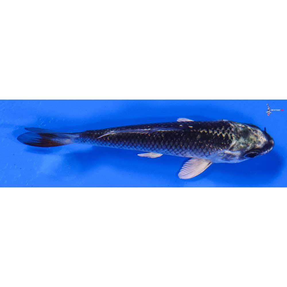 3.5” Imported Gin Matsuba