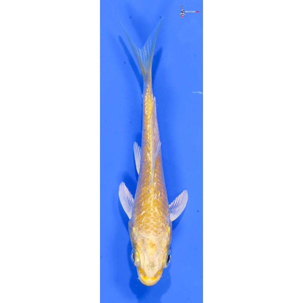 3.5” Imported Gin Rin Yamabuki Ogon