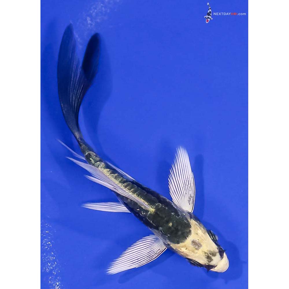 3.5” Imported Kin Kikokuryu Butterfly Koi