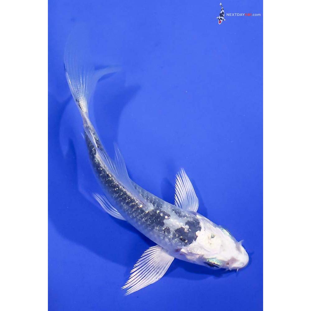 3.5” Imported Gin Rin Gin Shiro Utsuri Butterfly Koi