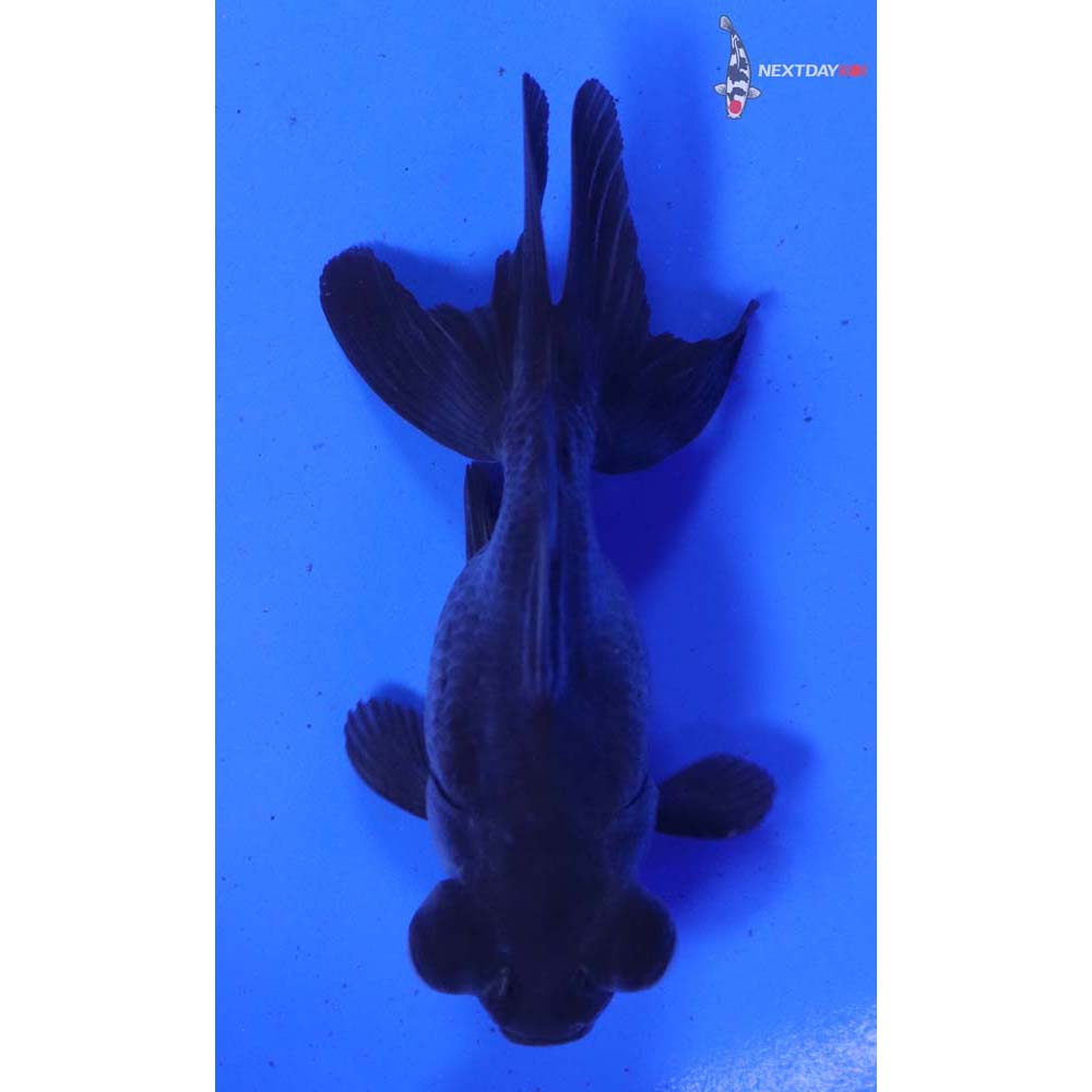 3” Imported Black Telescope Fantail