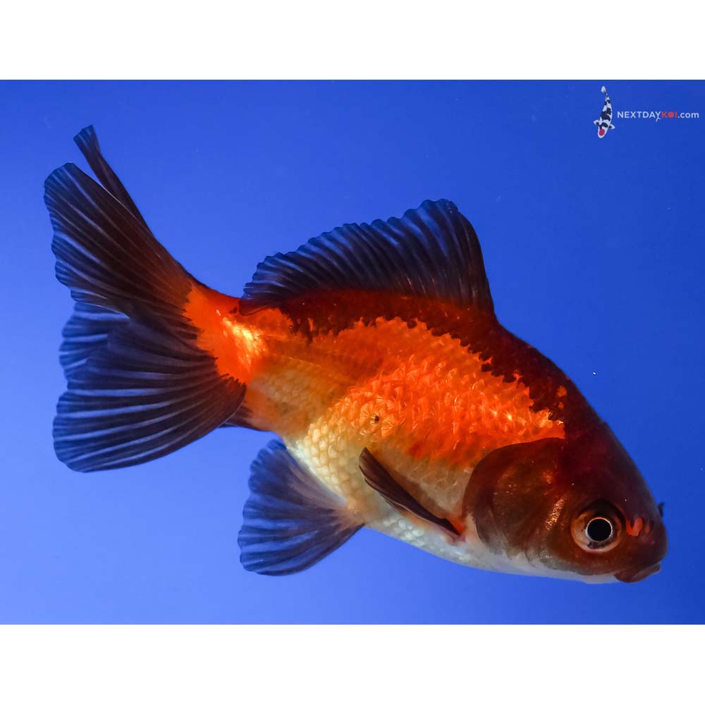 3.5” Imported Red and Black Wakin