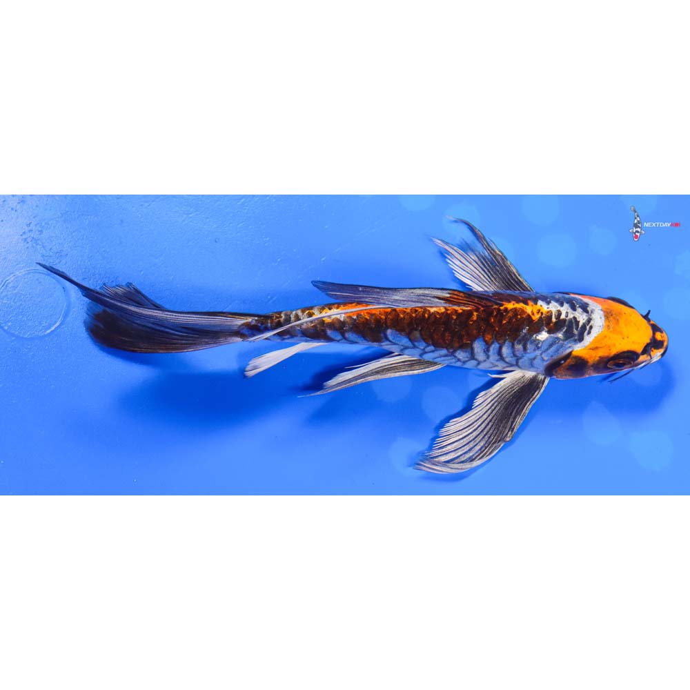 8” Imported Kujaku Butterfly Koi