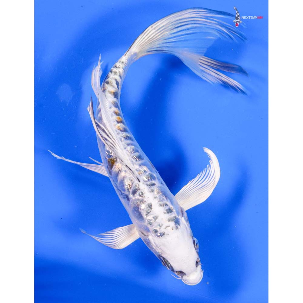 7” Imported Doitsu Gin Rin Kujaku Butterfly Koi