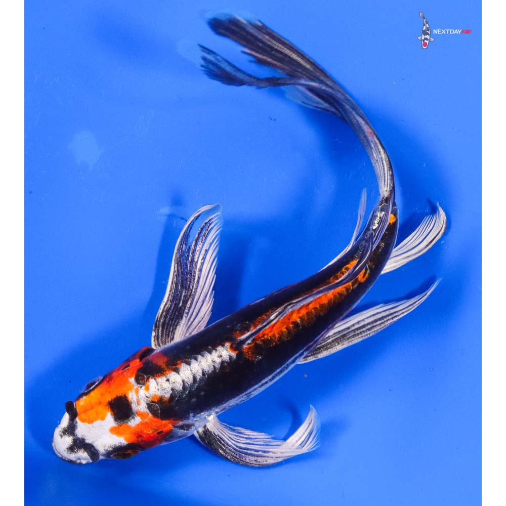 7” Imported Kin Kikokuryu Butterfly Koi