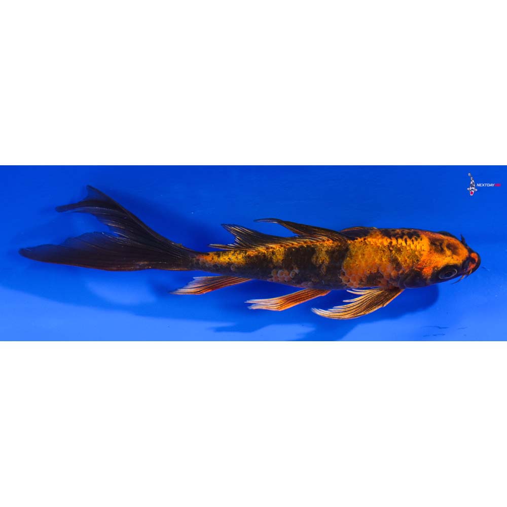 6” Imported Kin Hi Utsuri Butterfly Koi