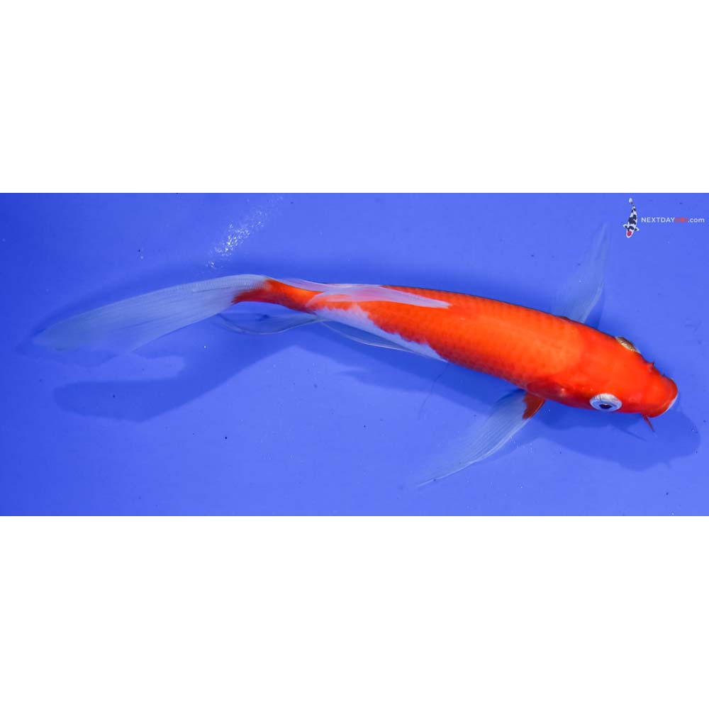 6.5” Imported Kohaku Butterfly Koi