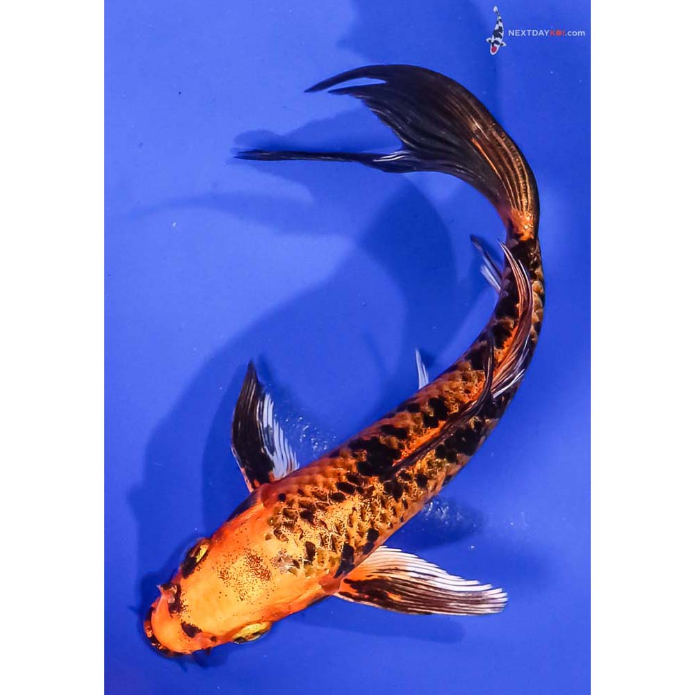 6.5” Imported Kin Aka Bekko Butterfly Koi
