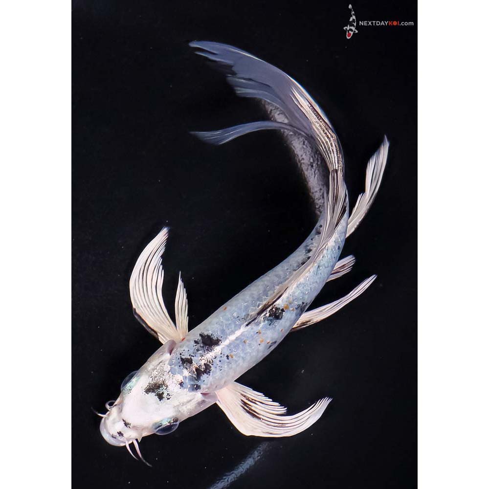 6.5” Imported Yamato Nishiki Butterfly Koi