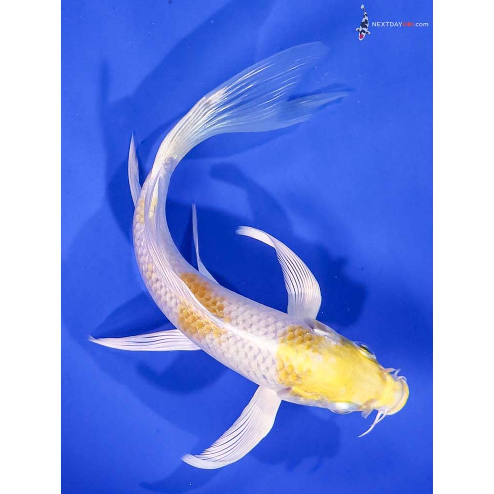 7” Imported Lemon Hariwake Butterfly Koi