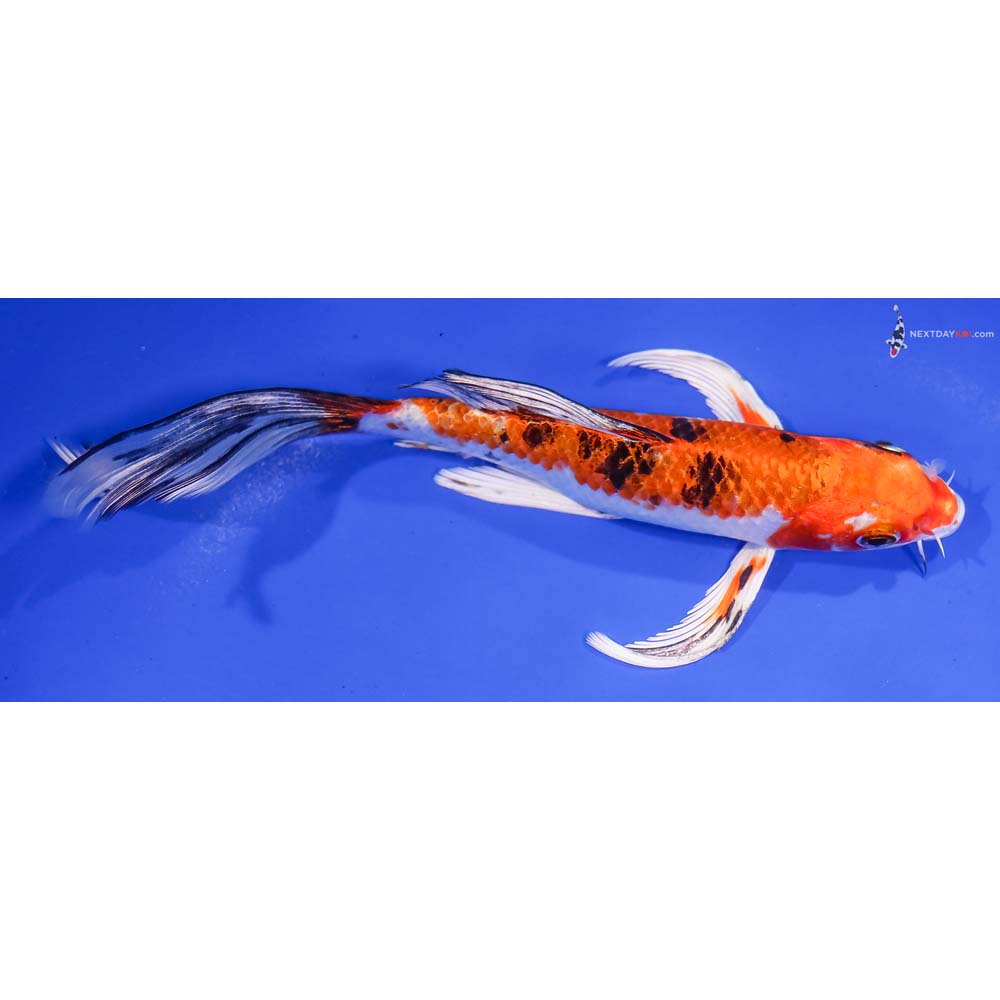 7” Imported Yamato Nishiki Butterfly Koi