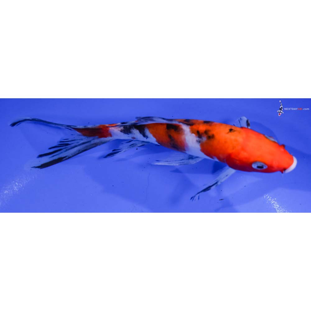 6.5” Imported Sanke Butterfly Koi