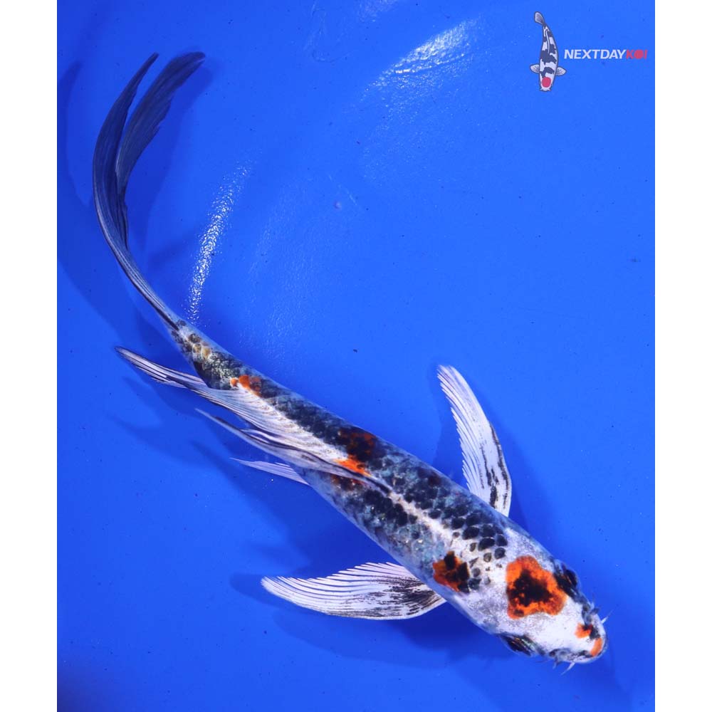 6” Imported Kujaku Butterfly Koi