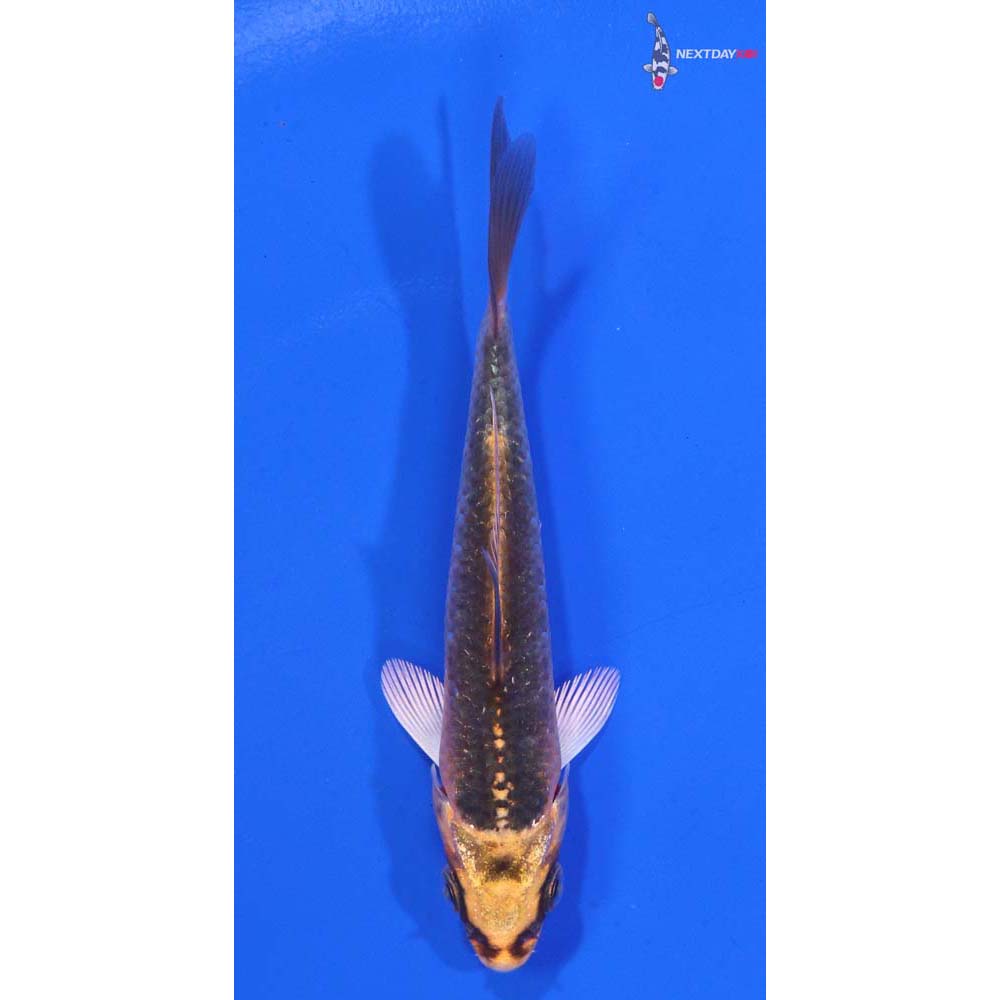 4” Imported Kujaku