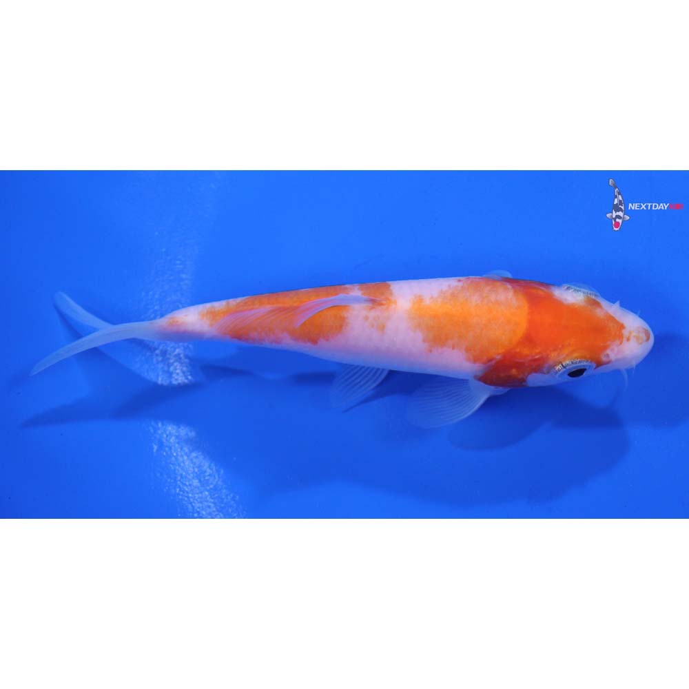 4” Imported Kohaku