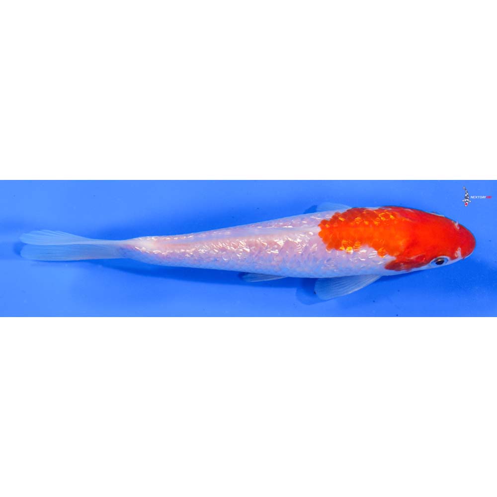 6” Imported Kohaku