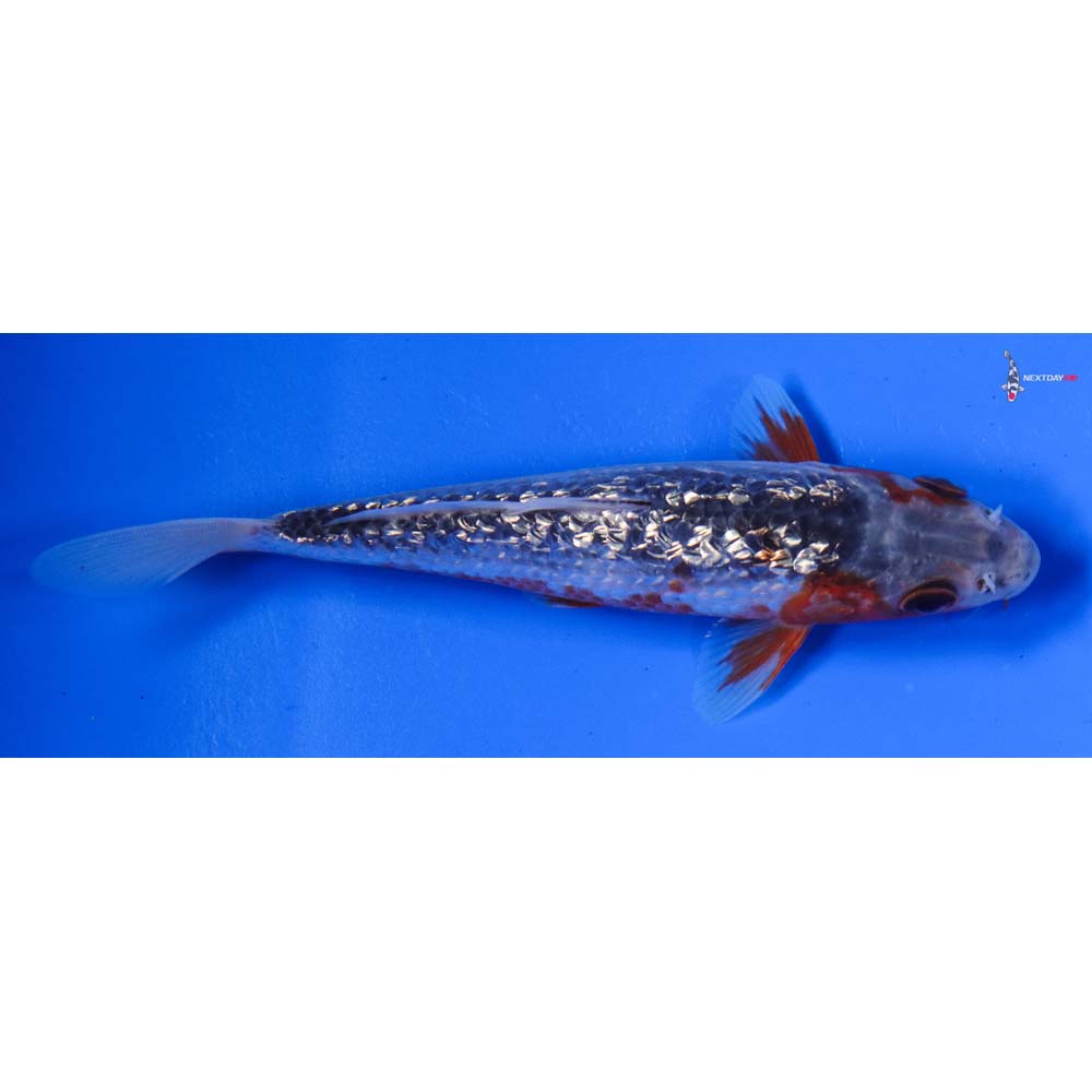 6” Imported Gin Rin Asagi