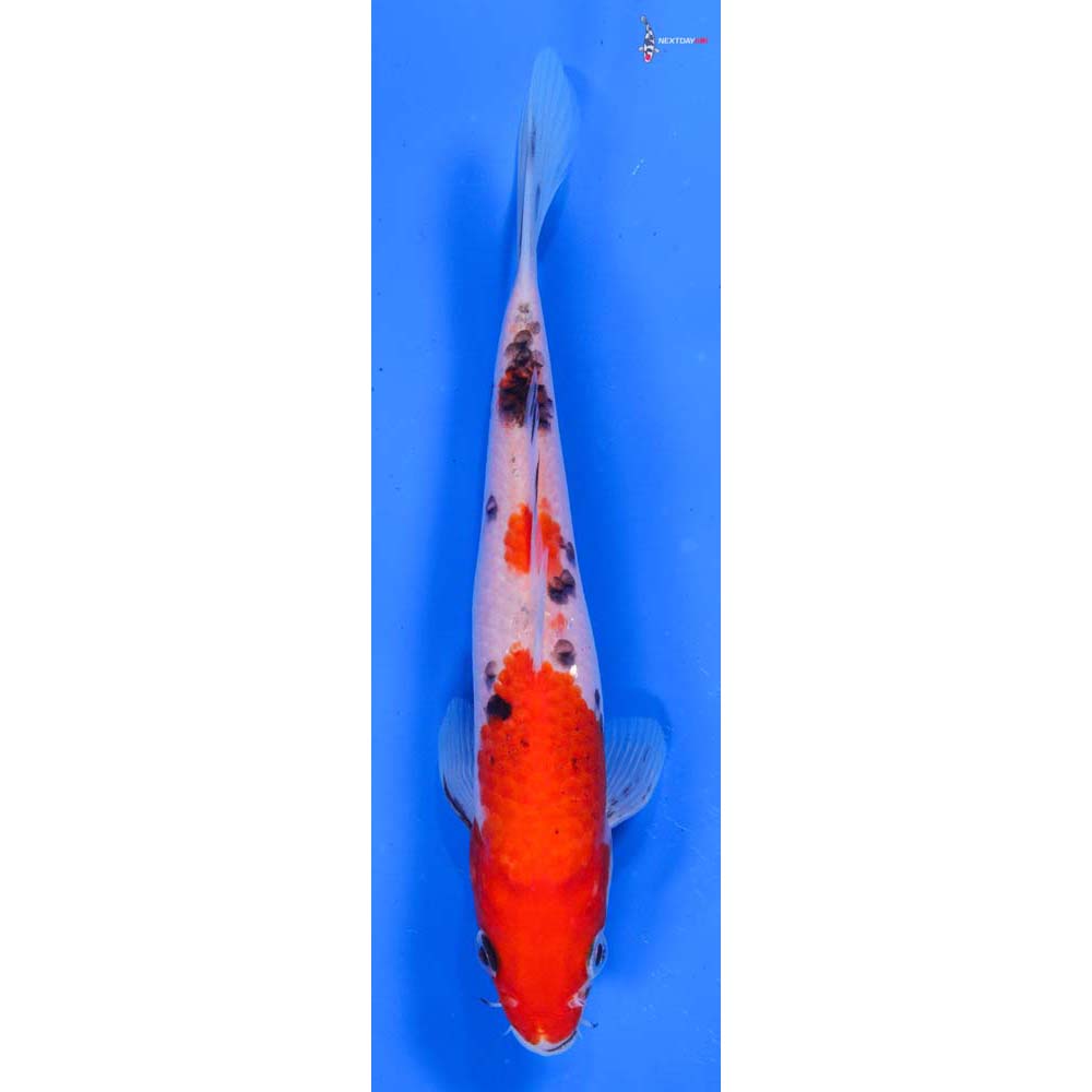 6.5” Imported Sanke