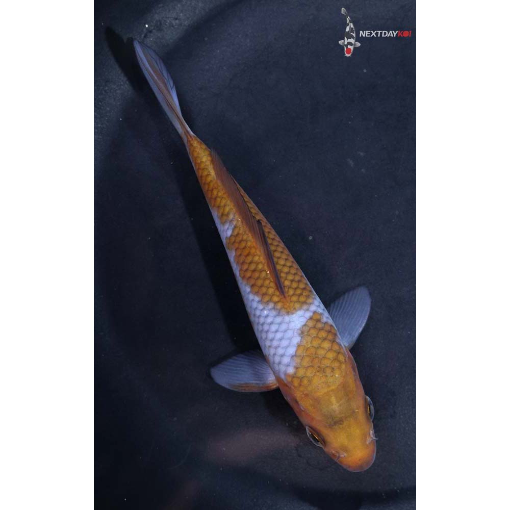 5” Imported Ochiba Shigure