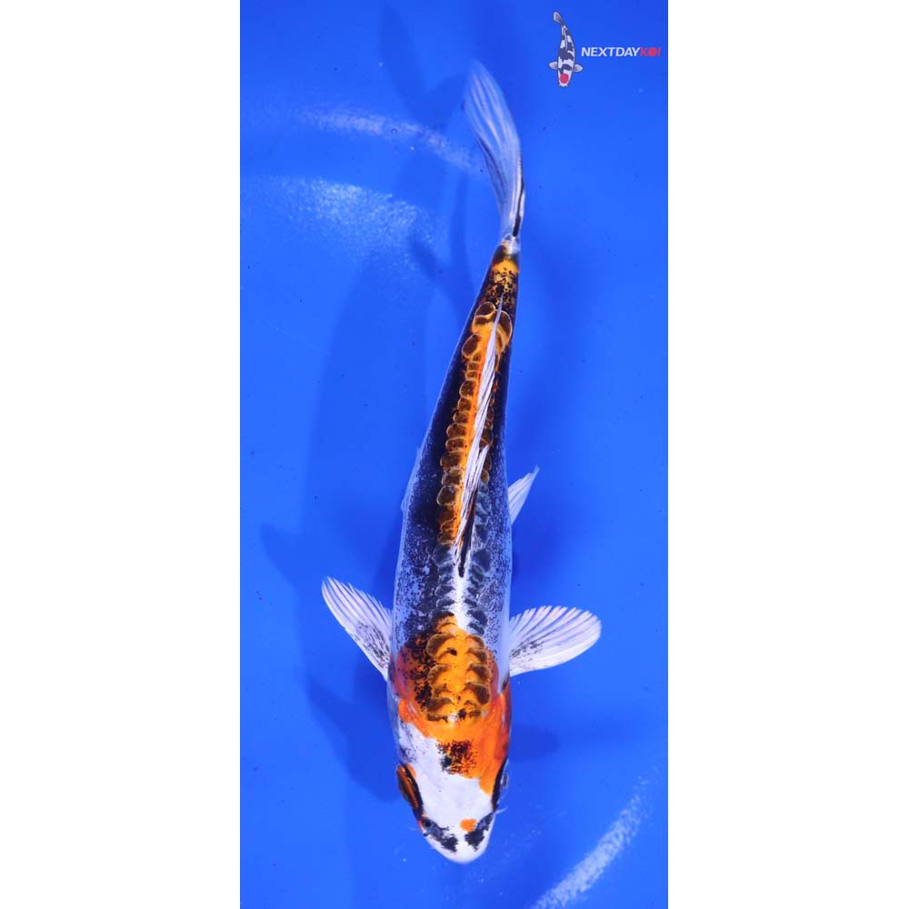 5.5” Imported Kin Kikokuryu
